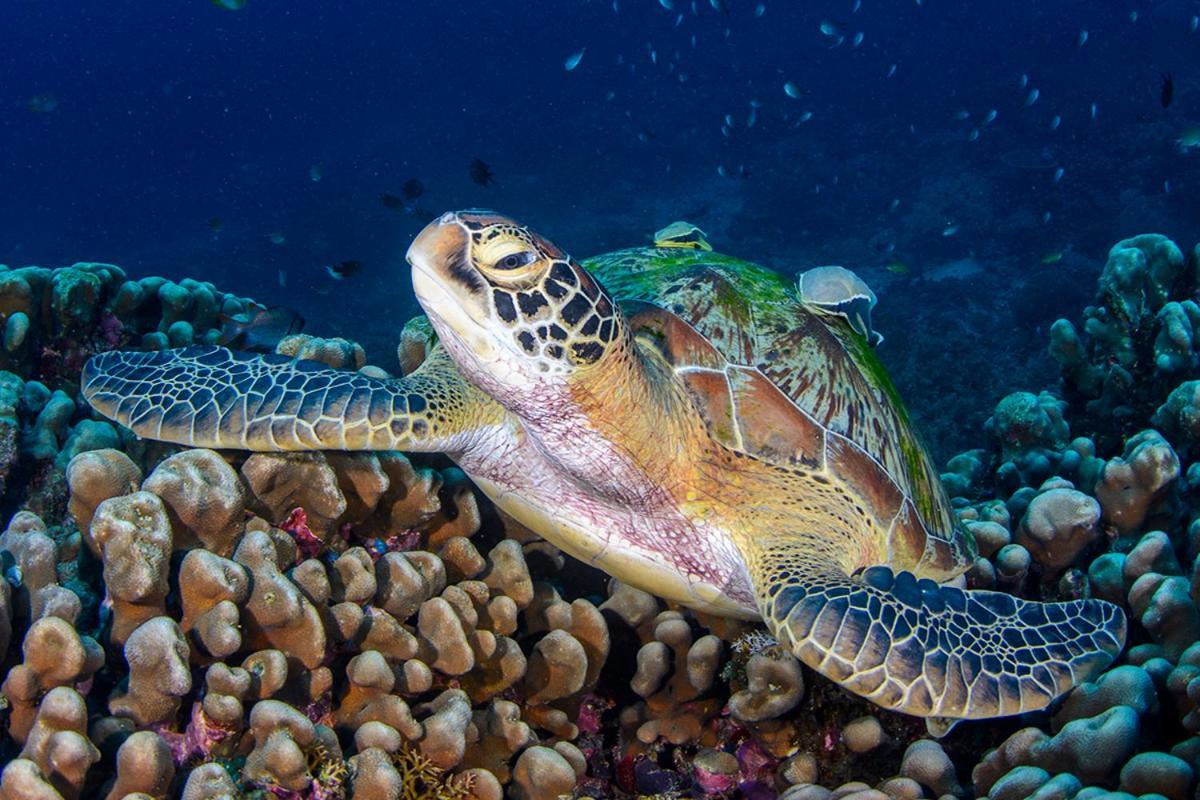 Meno Turtle Bungalows Gili Meno Extérieur photo